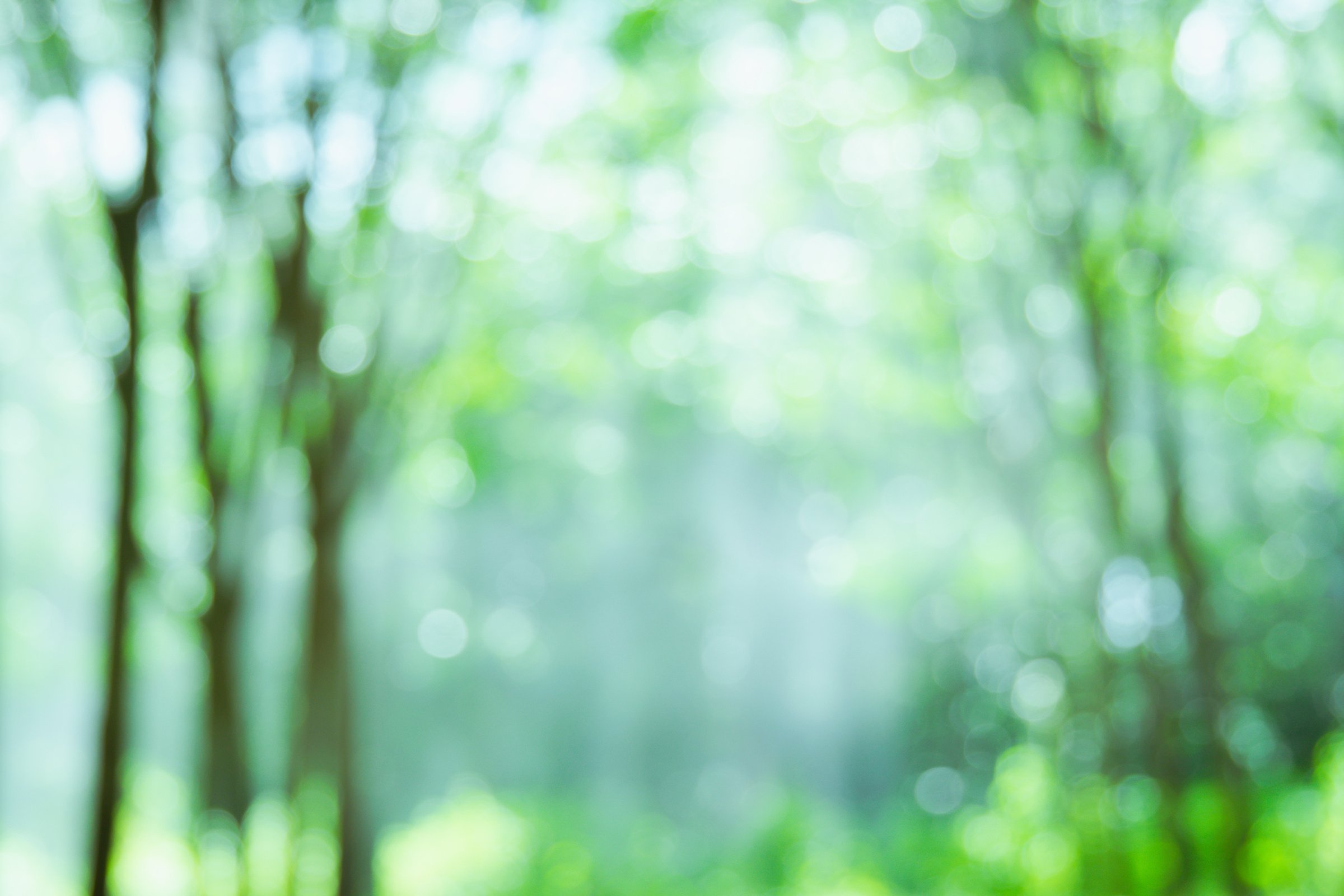 abstract unfocused green nature forrest background